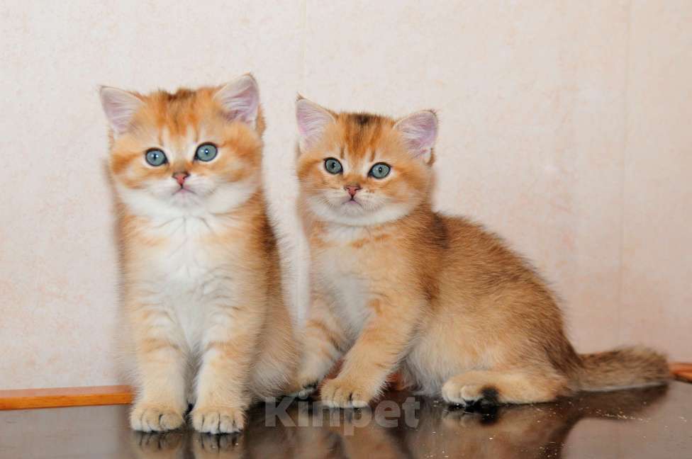 Кошки в Рыбинске: Британский золотой зеленоглазый мальчик Мальчик, 30 000 руб. - фото 2