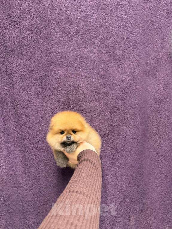 Собаки в Москве: Очаровательный мальчик Мальчик, 27 000 руб. - фото 1