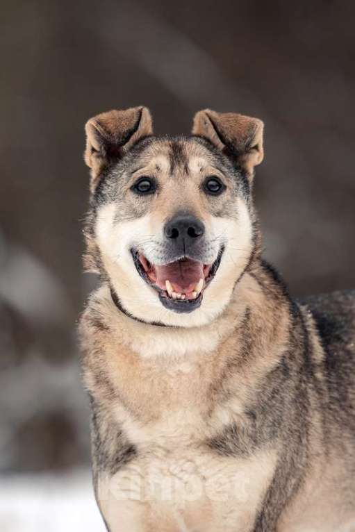 Собаки в Москве: Милый оптимист Джек ищет дом Мальчик, Бесплатно - фото 2