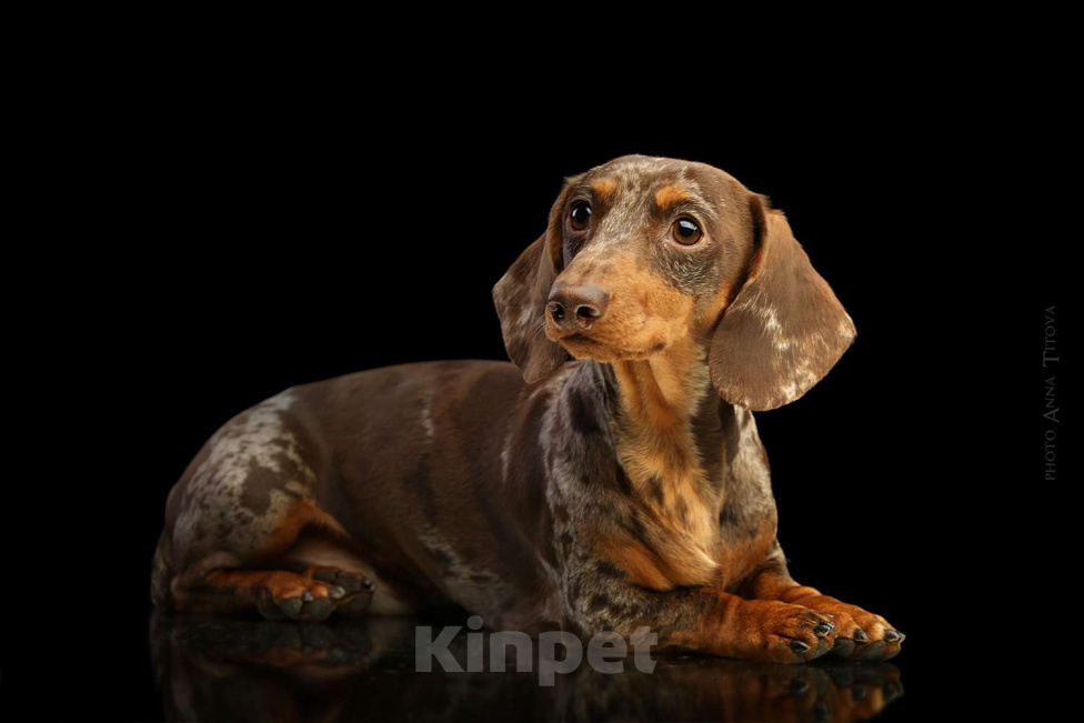 Собаки в Москве: Миниатюрный коричнево-мраморный кобель  Мальчик, 25 000 руб. - фото 4