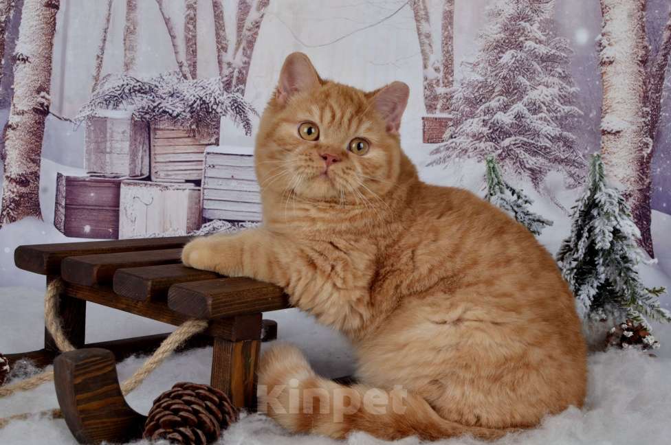 Кошки в Санкт-Петербурге: Британский котик солнечного окраса Мальчик, 45 000 руб. - фото 8