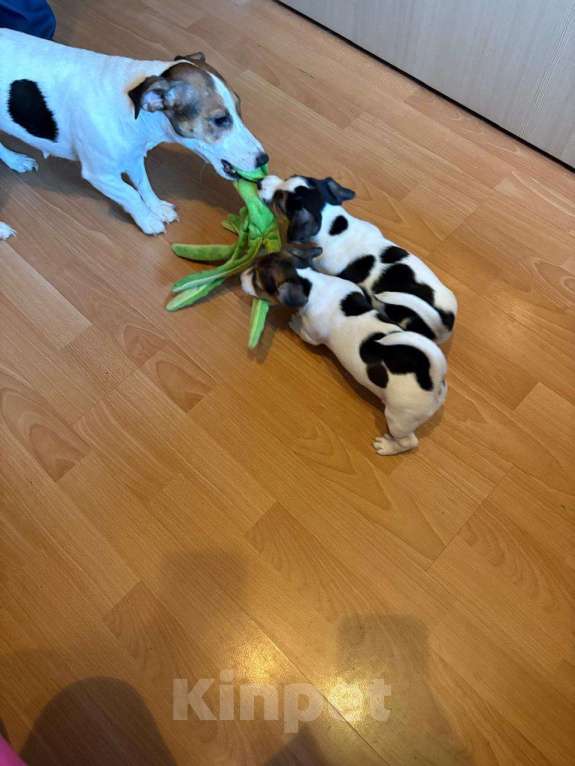 Собаки в Москве: Щенок Девочка, 30 000 руб. - фото 3