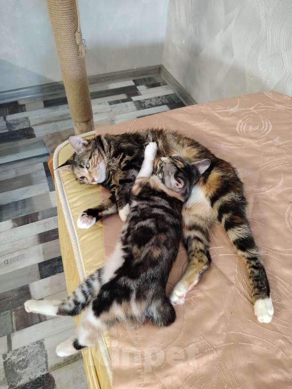 Кошки в других городах Краснодарского края: Очаровательная короткошёрстная кошечка курильский бобтейл  Девочка, 10 000 руб. - фото 3