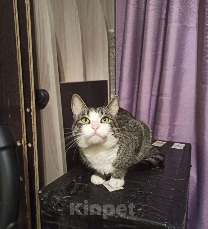 Кошки в других городах Московской области: Друг Кузя 1 год Мальчик, Бесплатно - фото 5