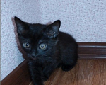 Кошки в Краснодаре: Котенок ласковый милый 4 месяцва  Девочка, 1 000 руб. - фото 2