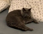Кошки в Санкт-Петербурге: Британский кот в добрые руки Девочка, Бесплатно - фото 4