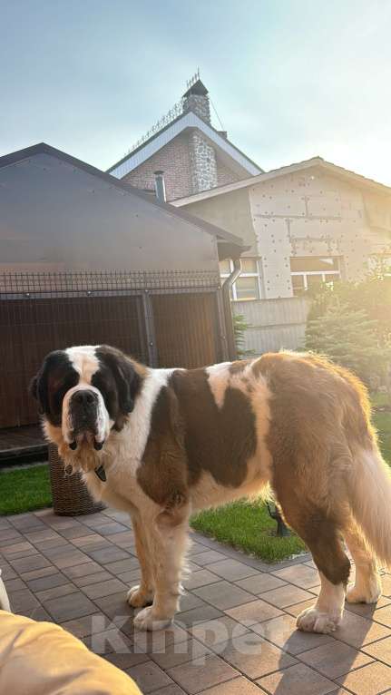 Собаки в Курске: Сенбернар кобель для вязки  Мальчик, 55 000 руб. - фото 2