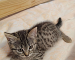 Кошки в Курске: Котёнок кошечка отдам Девочка, Бесплатно - фото 1