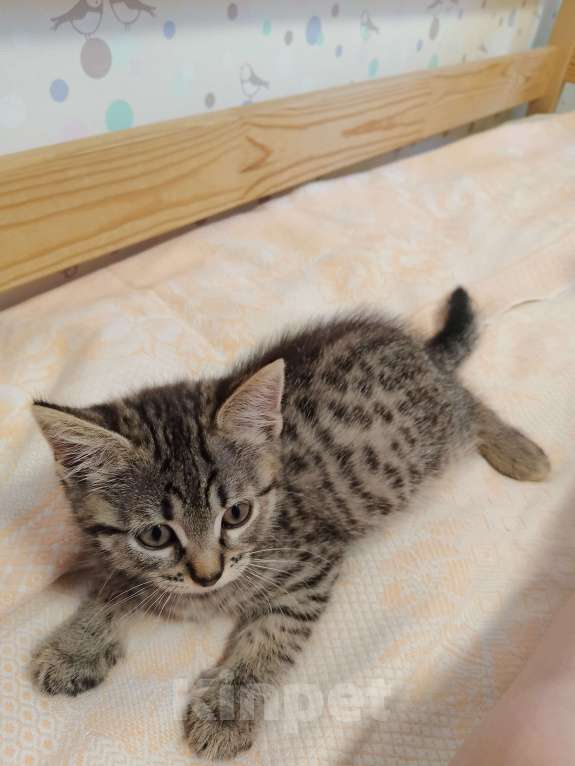 Кошки в Курске: Котёнок кошечка отдам Девочка, Бесплатно - фото 1