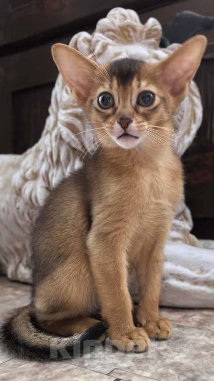 Кошки в других городах Московской области: Абиссинская девчуля Девочка, 75 000 руб. - фото 9