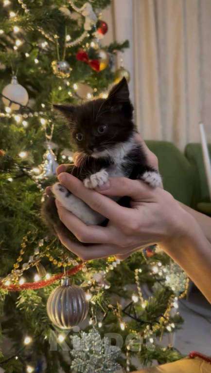 Кошки в Москве: котята ищут дом Мальчик, Бесплатно - фото 5