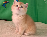 Кошки в Москве: Котик золотая шиншила  Мальчик, 70 000 руб. - фото 1