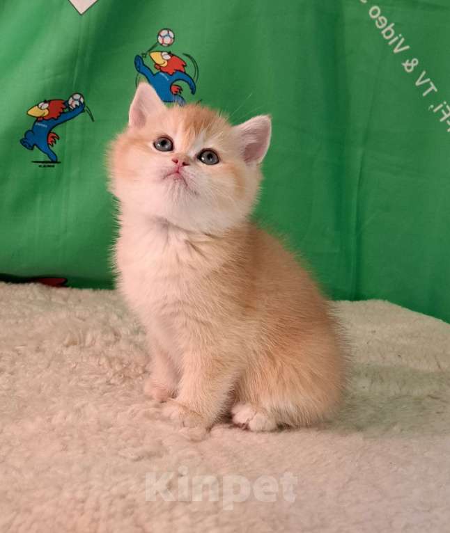 Кошки в Москве: Котик золотая шиншила  Мальчик, 70 000 руб. - фото 1