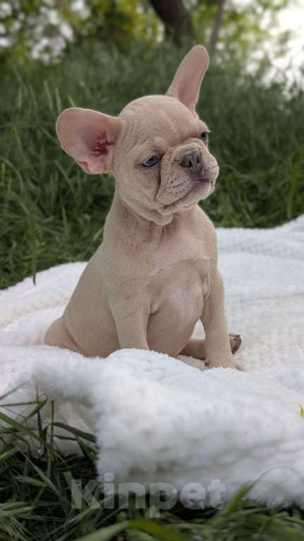 Собаки в других городах Крыма: Французская красотка Девочка, 100 000 руб. - фото 4