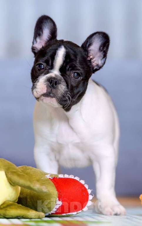 Собаки в Москве: Очаровательная девочка Девочка, Бесплатно - фото 1