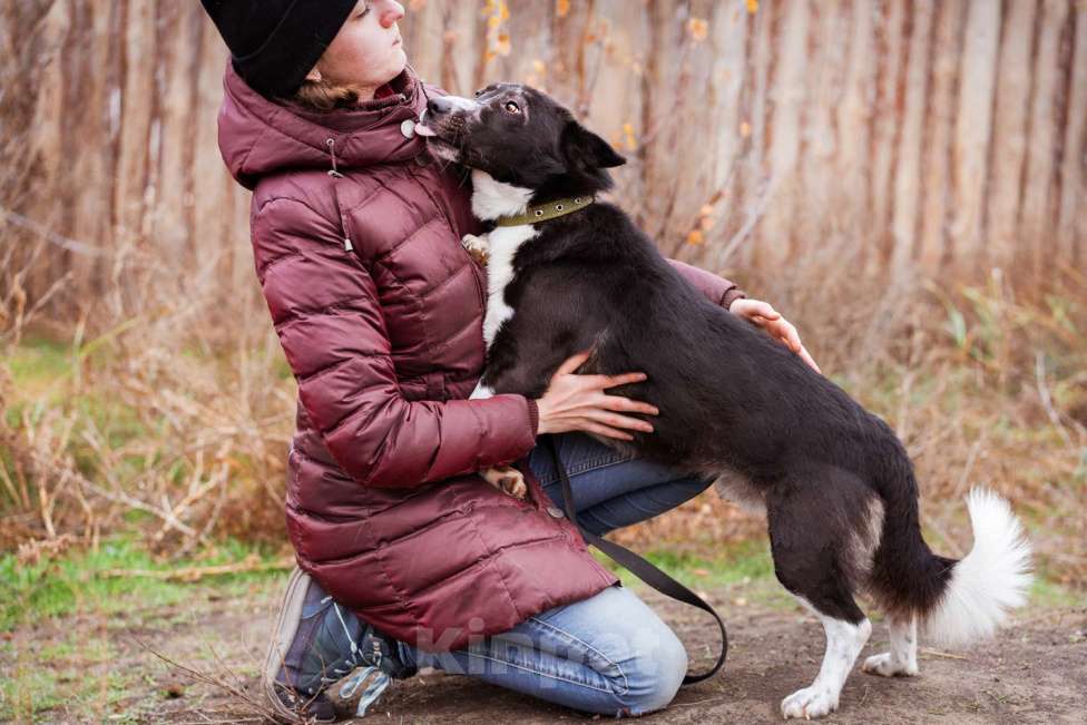 Собаки в Москве: Собака в добрые руки. Метис корги Мальчик, Бесплатно - фото 7