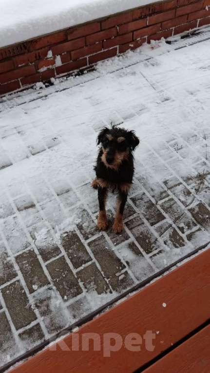 Собаки в других городах Тверской области: Найдена собака -метиз.  Девочка, Бесплатно - фото 2