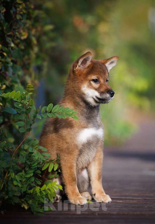 Собаки в Москве: Сиба ину девочка окрас сезам Девочка, 90 000 руб. - фото 4