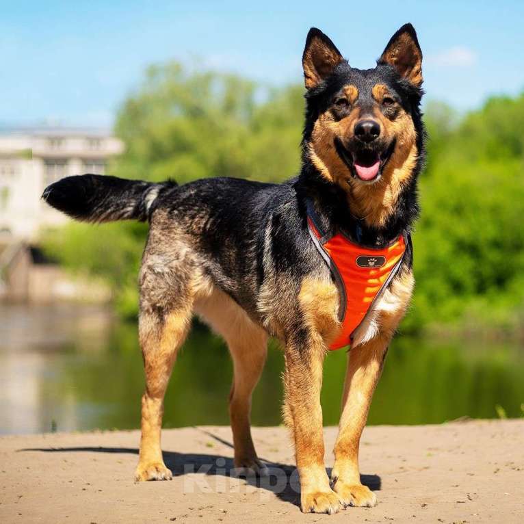Собаки в Москве: Дина Девочка, Бесплатно - фото 2