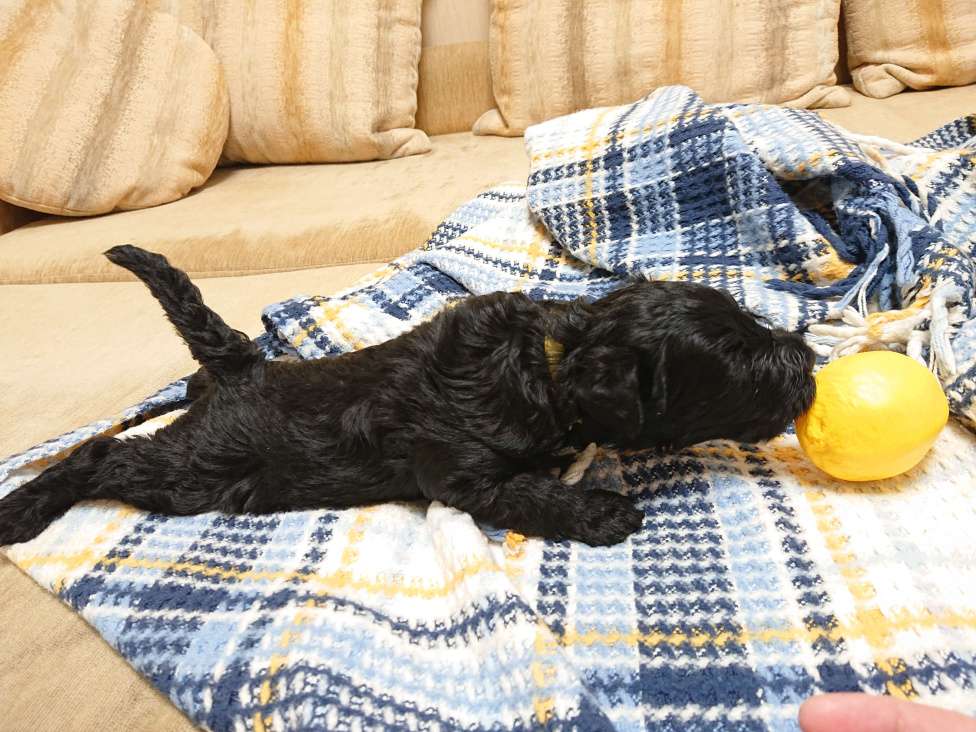 Собаки в Москве: керри блю терьер Мальчик, 60 000 руб. - фото 7