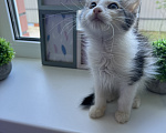 Кошки в Москве: Три маленьких котенка ищут своих родителей🐱 Разнополые, Бесплатно - фото 1