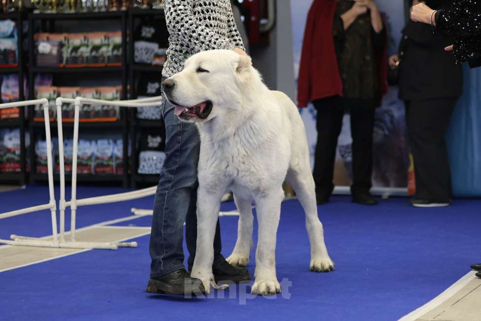 Собаки в Краснодаре: Кобель Мальчик, 25 000 руб. - фото 1