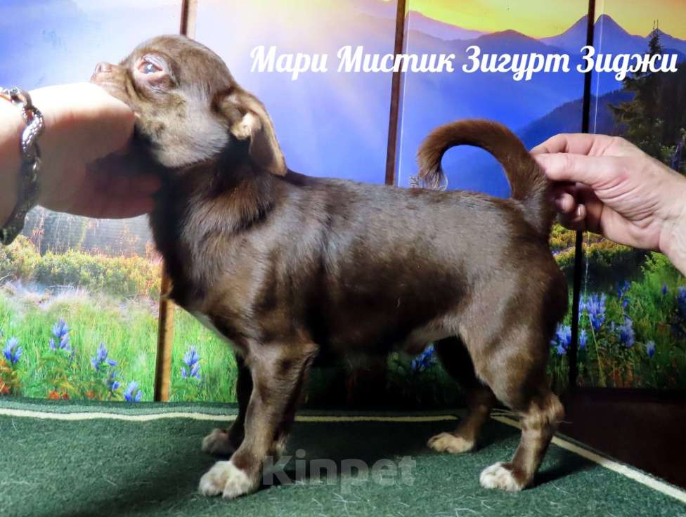 Собаки в Санкт-Петербурге: Кобби тип Зигурт чихуахуа Мальчик, 60 000 руб. - фото 1