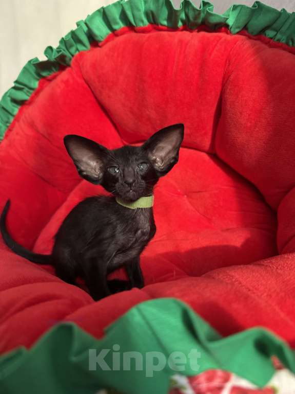 Кошки в Москве: Ориентальный котик Мальчик, 70 000 руб. - фото 3