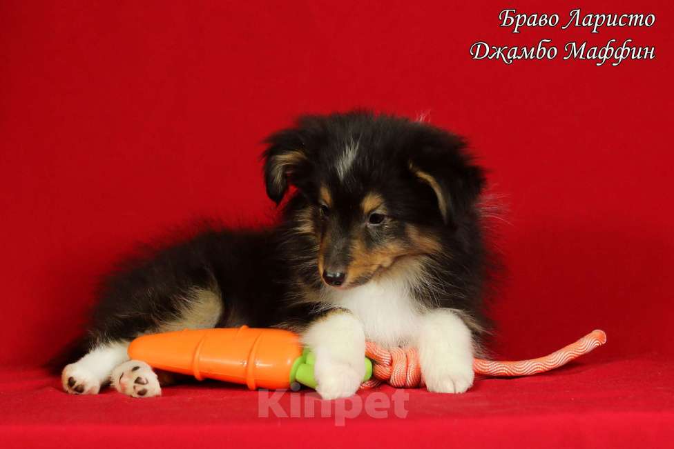 Собаки в Рязани: Щенки шелти. Девочка, Бесплатно - фото 8