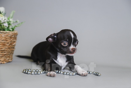 Собаки в Королеве: Девчушка Чихуа-хуа Девочка, 45 000 руб. - фото 3