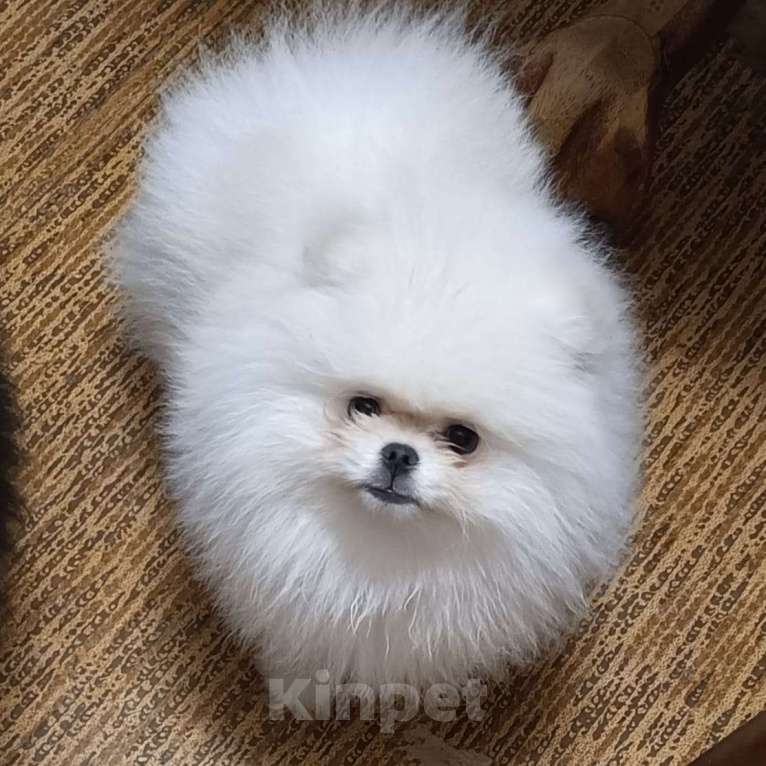 Собаки в Москве: Померанский шпиц мини мальчик Мальчик, 35 000 руб. - фото 3