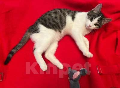 Кошки в Москве: Кот ученый Тоша в добрые руки Мальчик, 1 руб. - фото 2