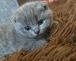Кошки в Рязани: Шотландские котята Девочка, 3 500 руб. - фото 2
