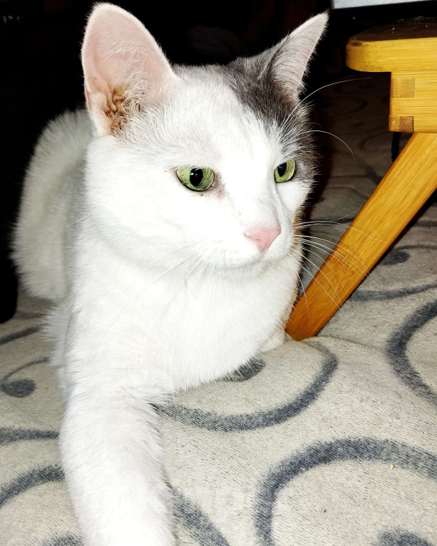 Кошки в Москве: Белый очень ласковый кот Зая Мальчик, Бесплатно - фото 1