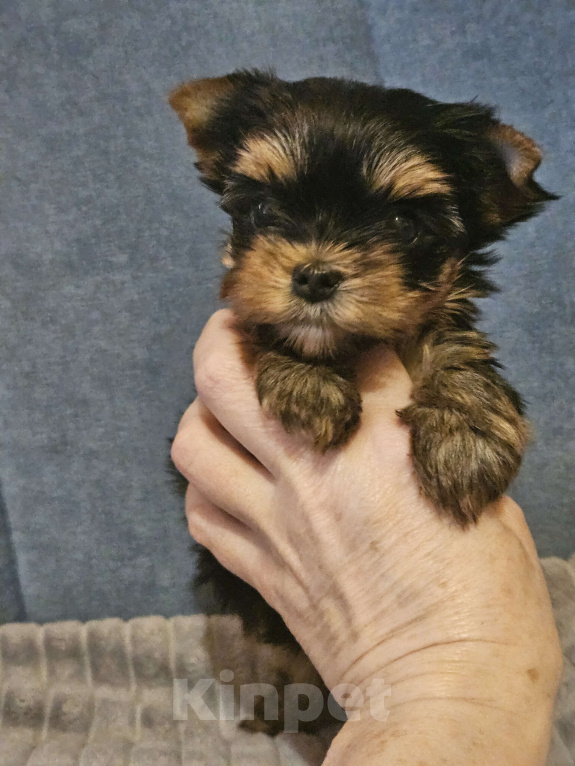 Собаки в Москве: Небольшая девочка йорка  Девочка, 100 000 руб. - фото 1