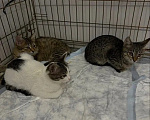 Кошки в Волгограде: Нужна помощь в пристройстве 4-х котят Девочка, Бесплатно - фото 8