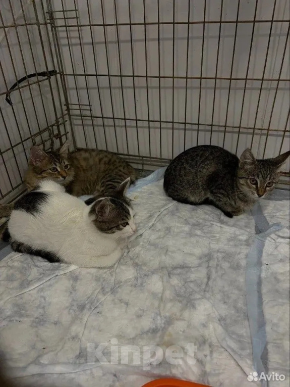 Кошки в Волгограде: Нужна помощь в пристройстве 4-х котят Девочка, Бесплатно - фото 8