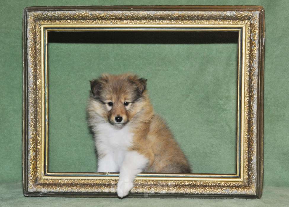 Собаки в Санкт-Петербурге: Шелти-Друг! Лучше прочих двух! )) Мальчик, 60 руб. - фото 7