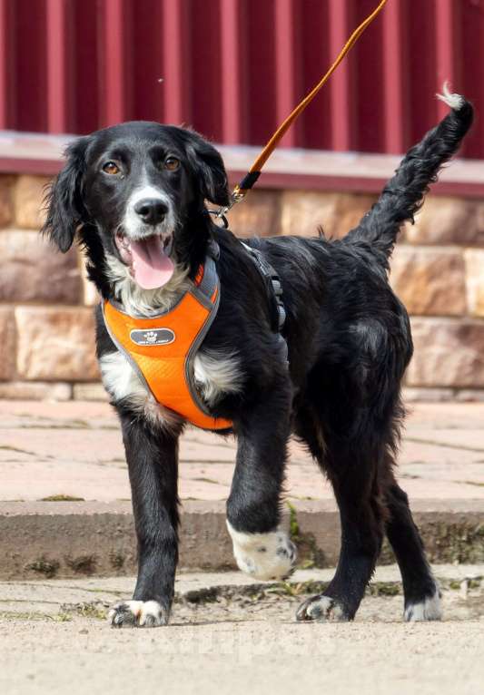 Собаки в Москве: Срочно ищем дом для Джима Мальчик, Бесплатно - фото 1