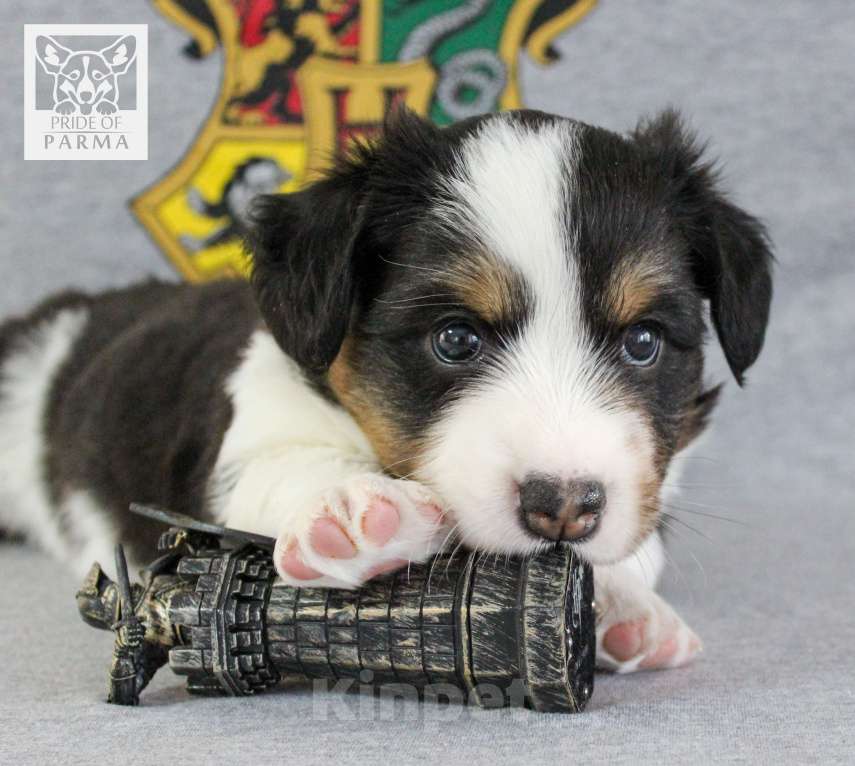 Собаки в Перми: Триколорный компаньон вельш корги кардиган Мальчик, 45 000 руб. - фото 4