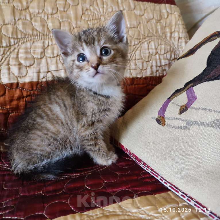 Кошки в Москве: Котенок   в добрые руки Девочка, Бесплатно - фото 1