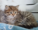 Кошки в Волхове: Сибирские кошки. Сибирские клубные котята. Девочка Девочка, Бесплатно - фото 6