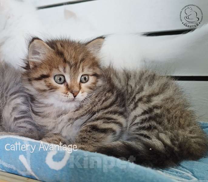 Кошки в Волхове: Сибирские кошки. Сибирские клубные котята. Девочка Девочка, Бесплатно - фото 6