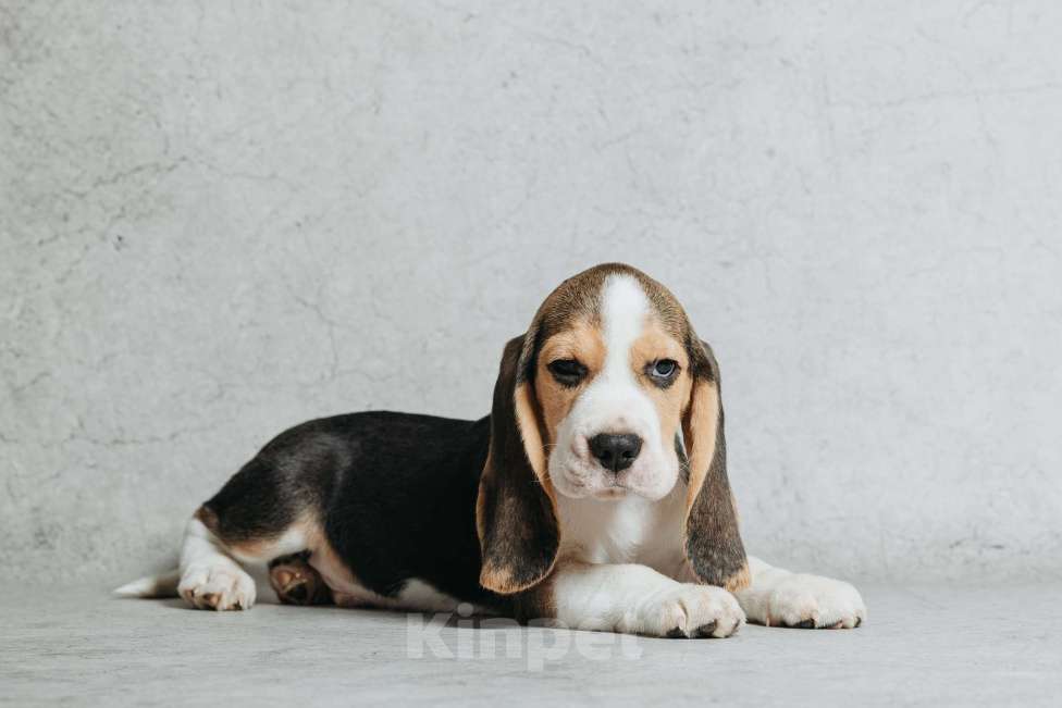 Собаки в Санкт-Петербурге: Высокопородный щенок бигля Мальчик, 80 000 руб. - фото 2