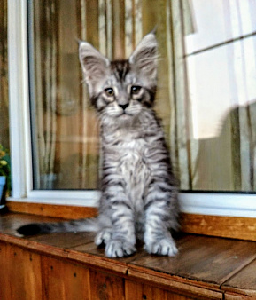 Мейн Кун котята серебро