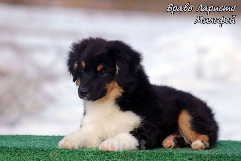Собаки в Рязани: Питомник РКФ . щенки миниауси Мальчик, 80 000 руб. - фото 1
