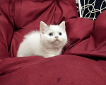 Кошки в Пскове: Черный ван голубоглазый Мальчик, 25 000 руб. - фото 2