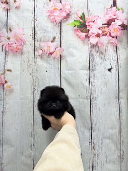 Шпиц черного окраса