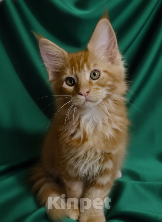 Кошки в Москве: Огненный рыжик Енисей Мальчик, 60 000 руб. - фото 4