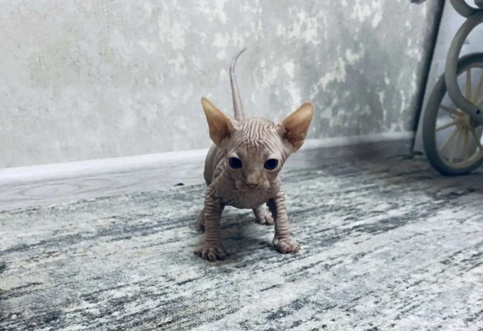 Кошки в Кашире: Канадский сфинкс Мальчик, 23 000 руб. - фото 1